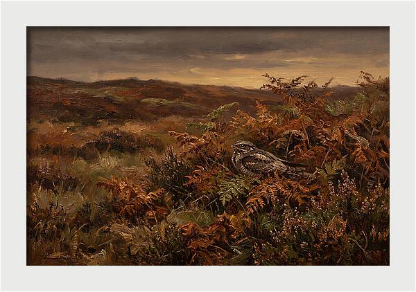 Nightjar On Bracken Covered Heath