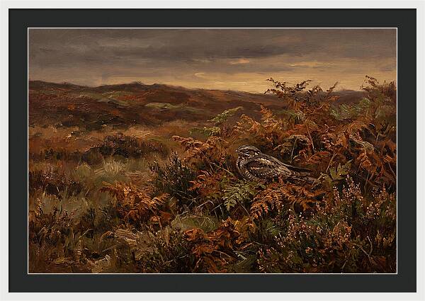 Nightjar On Bracken Covered Heath