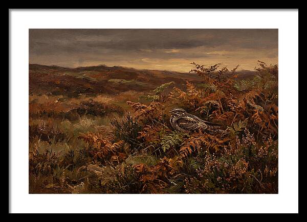 Nightjar On Bracken Covered Heath