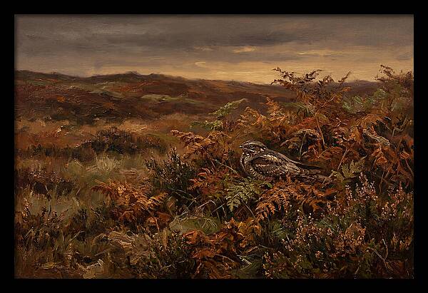 Nightjar On Bracken Covered Heath