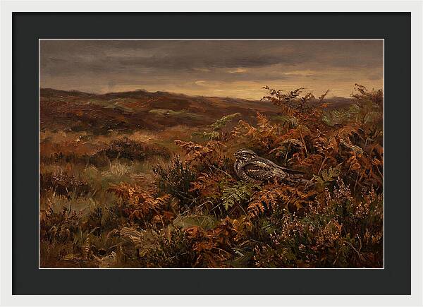 Nightjar On Bracken Covered Heath