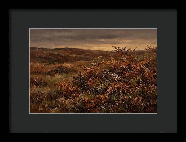 Nightjar On Bracken Covered Heath