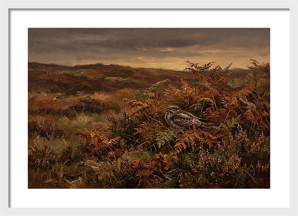 Nightjar On Bracken Covered Heath
