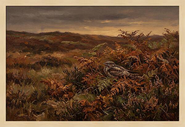 Nightjar On Bracken Covered Heath