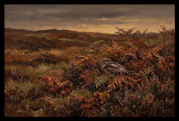 Nightjar On Bracken Covered Heath