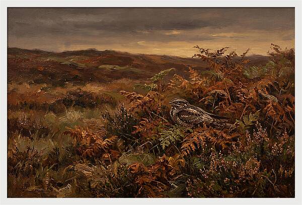 Nightjar On Bracken Covered Heath