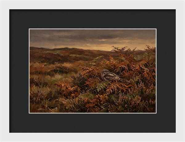 Nightjar On Bracken Covered Heath