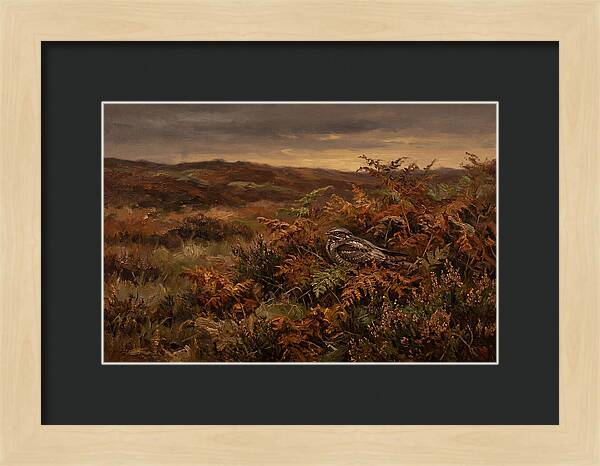 Nightjar On Bracken Covered Heath