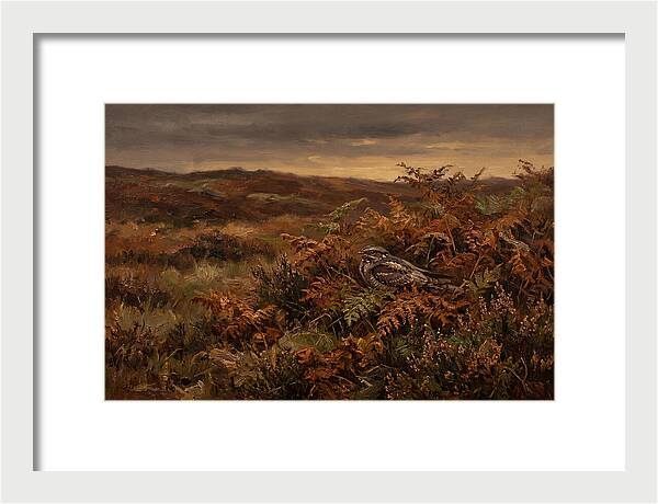Nightjar On Bracken Covered Heath