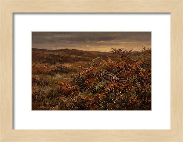 Nightjar On Bracken Covered Heath