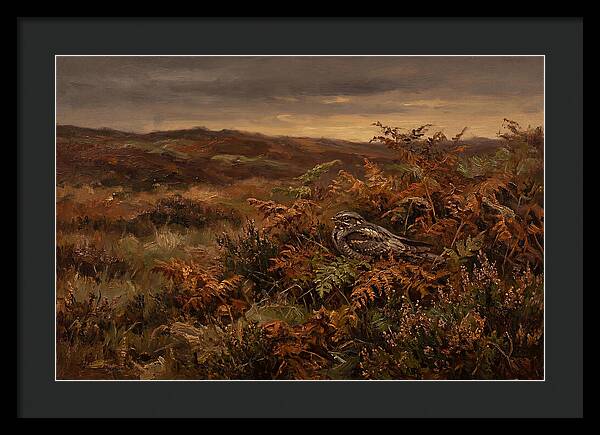 Nightjar On Bracken Covered Heath
