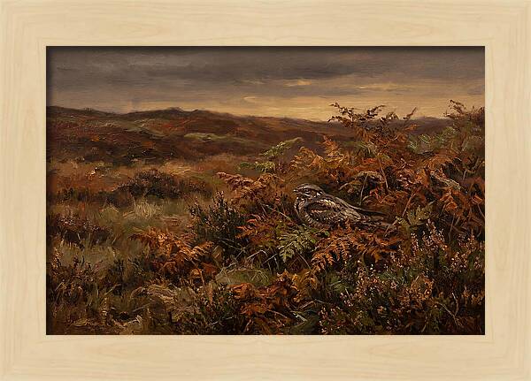 Nightjar On Bracken Covered Heath