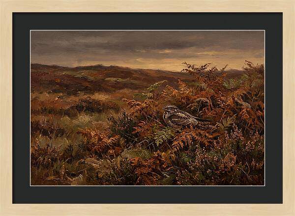 Nightjar On Bracken Covered Heath