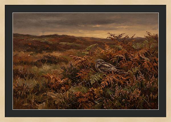 Nightjar On Bracken Covered Heath