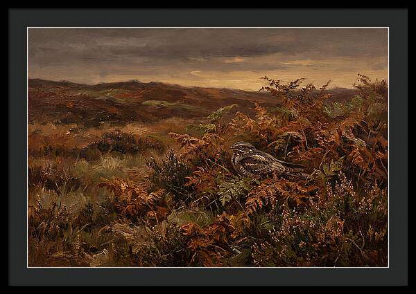 Nightjar On Bracken Covered Heath