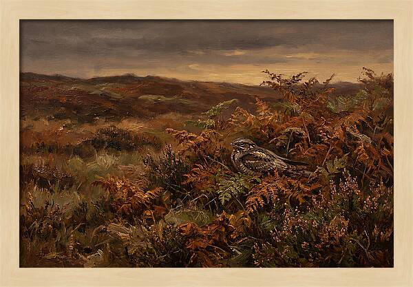 Nightjar On Bracken Covered Heath