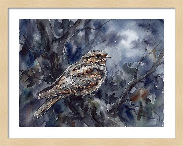 Nightjar Perched In Moonlight