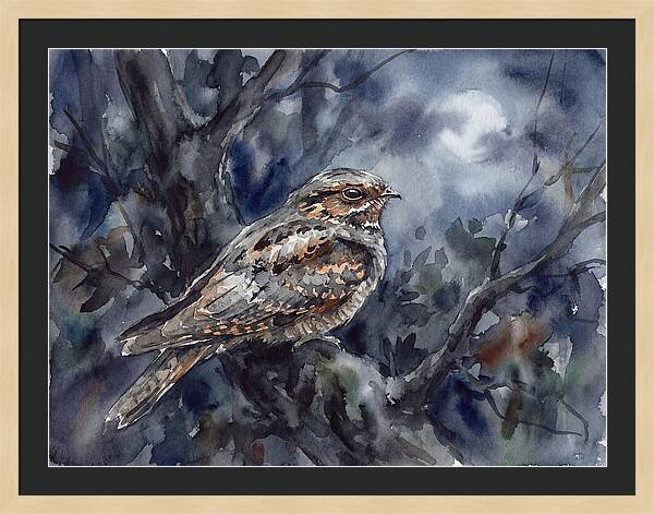 Nightjar Perched In Moonlight