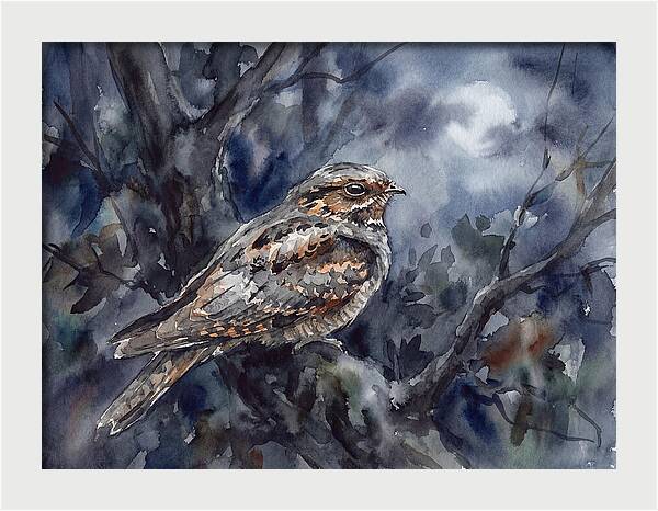 Nightjar Perched In Moonlight