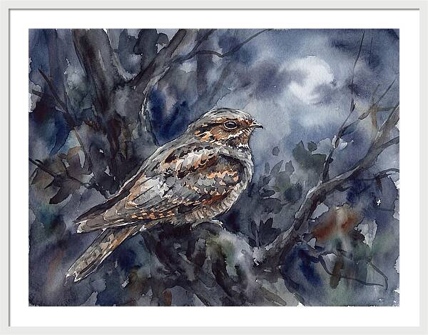Nightjar Perched In Moonlight