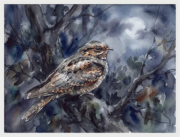 Nightjar Perched In Moonlight