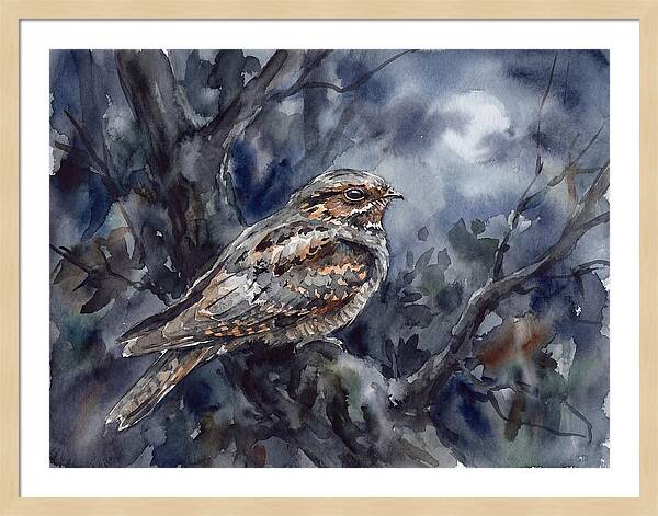 Nightjar Perched In Moonlight