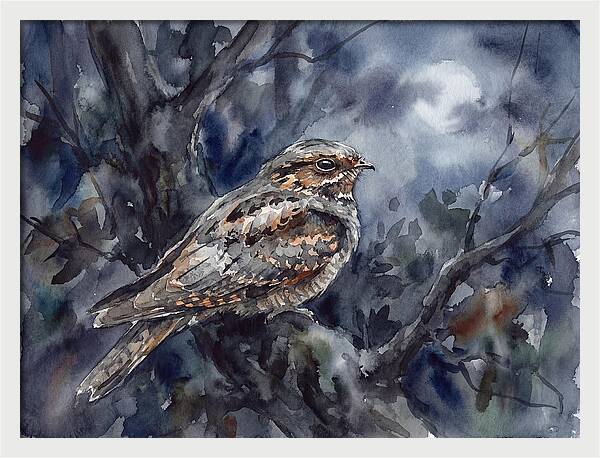 Nightjar Perched In Moonlight