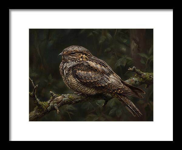 Nightjar Perched In Nature