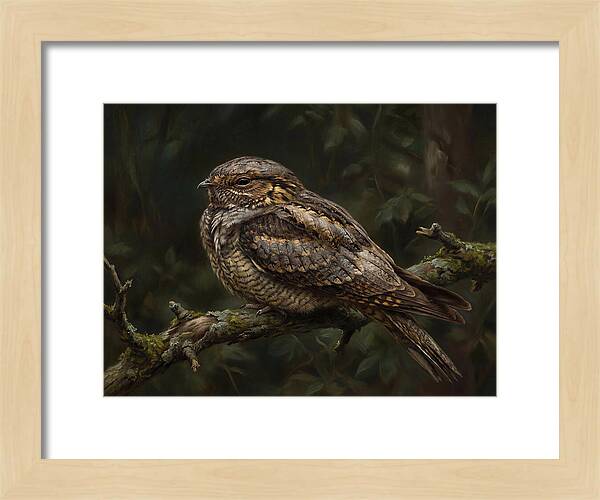 Nightjar Perched In Nature