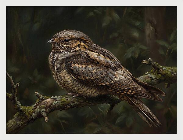 Nightjar Perched In Nature
