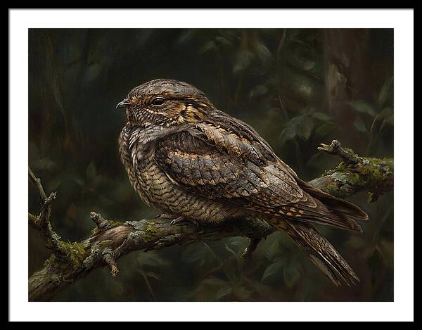 Nightjar Perched In Nature