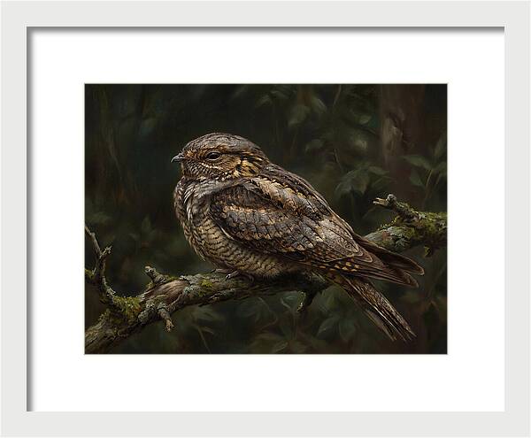 Nightjar Perched In Nature