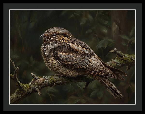 Nightjar Perched In Nature