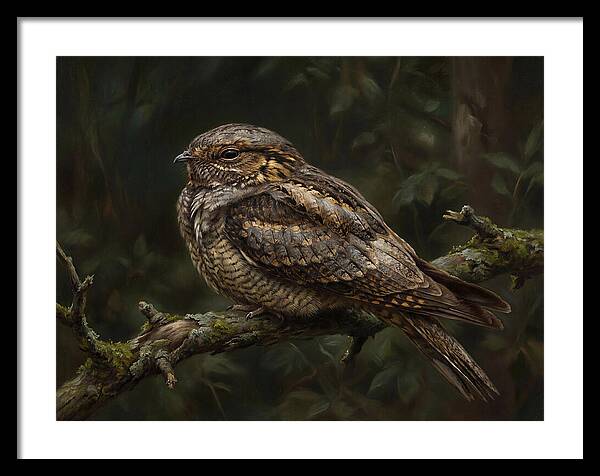 Nightjar Perched In Nature