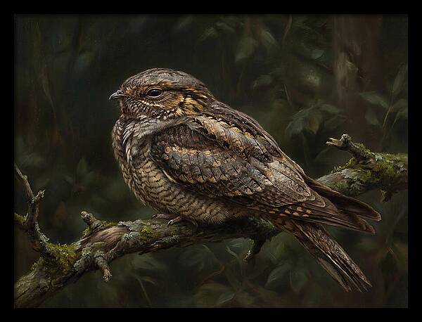 Nightjar Perched In Nature