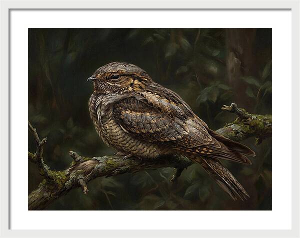 Nightjar Perched In Nature