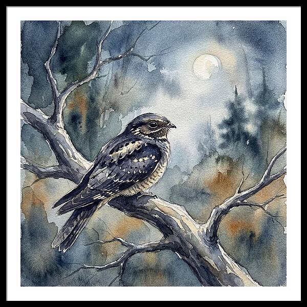 Nightjar Under The Moonlight