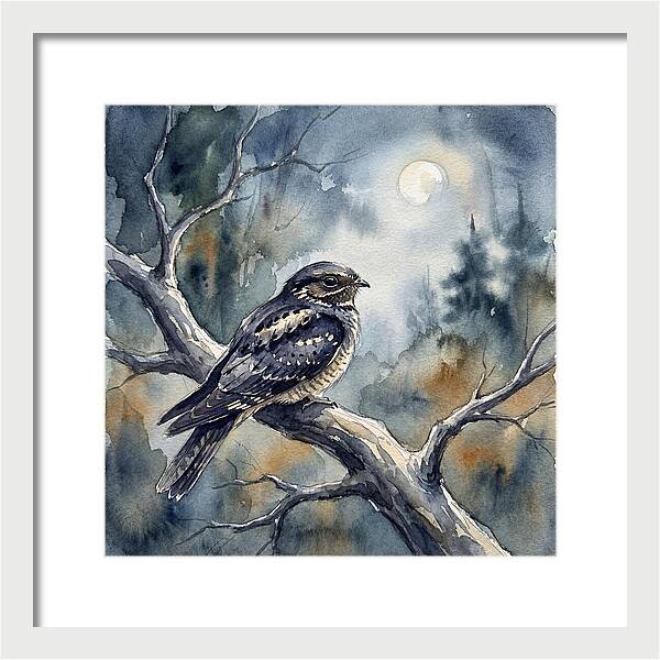 Nightjar Under The Moonlight