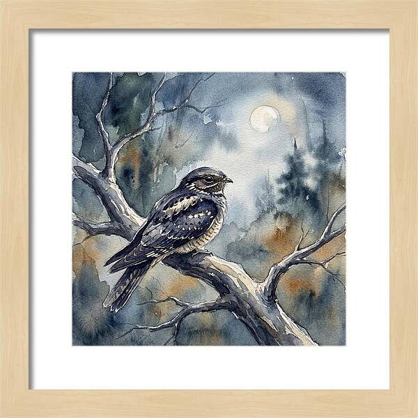 Nightjar Under The Moonlight