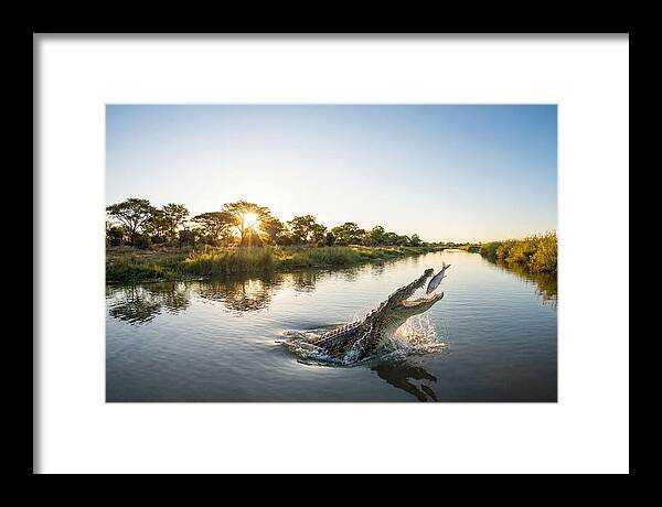 Nile Crocodile Hunting At Dusk