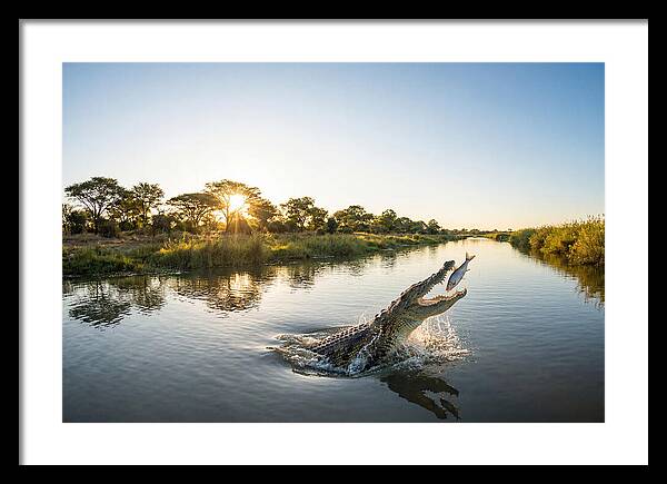 Nile Crocodile Hunting At Dusk