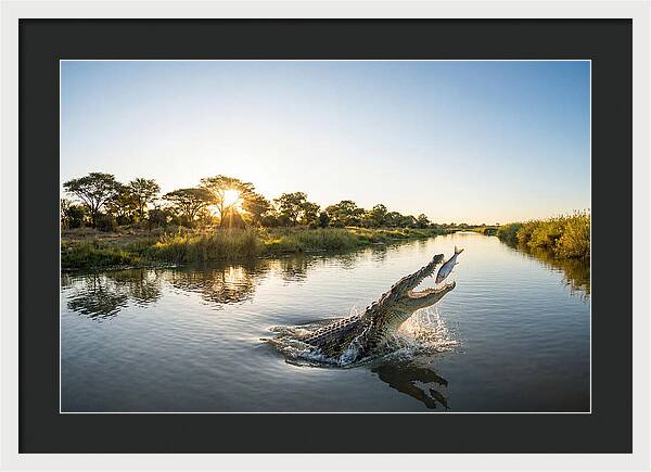 Nile Crocodile Hunting At Dusk