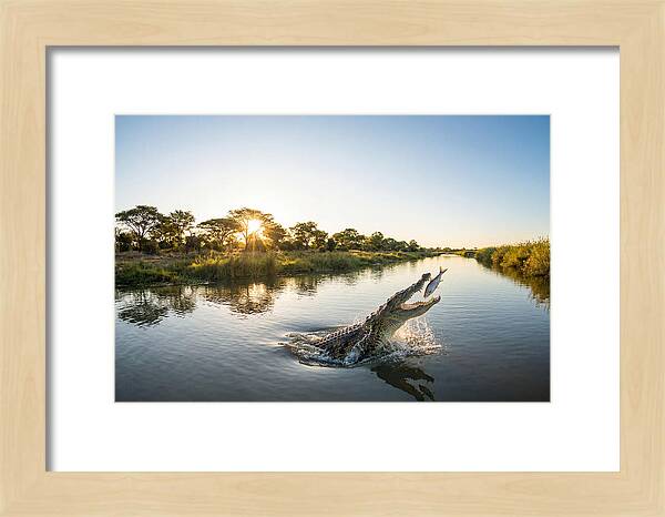 Nile Crocodile Hunting At Dusk