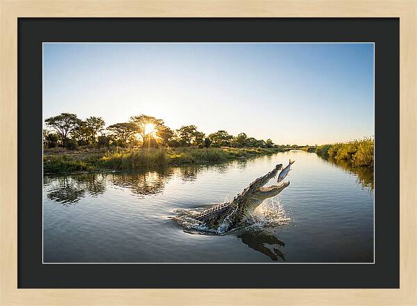 Nile Crocodile Hunting At Dusk