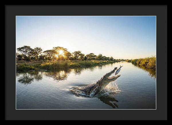 Nile Crocodile Hunting At Dusk