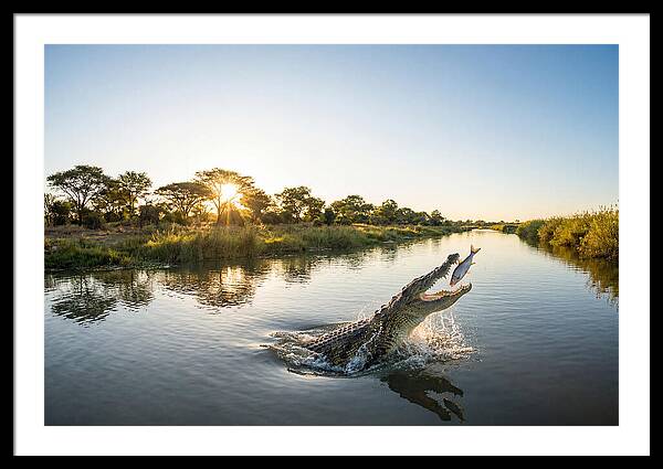 Nile Crocodile Hunting At Dusk