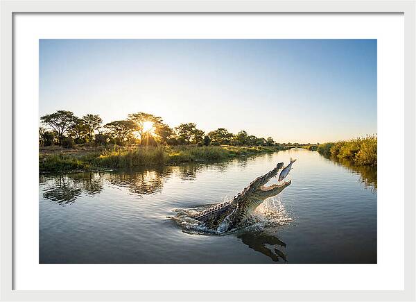 Nile Crocodile Hunting At Dusk
