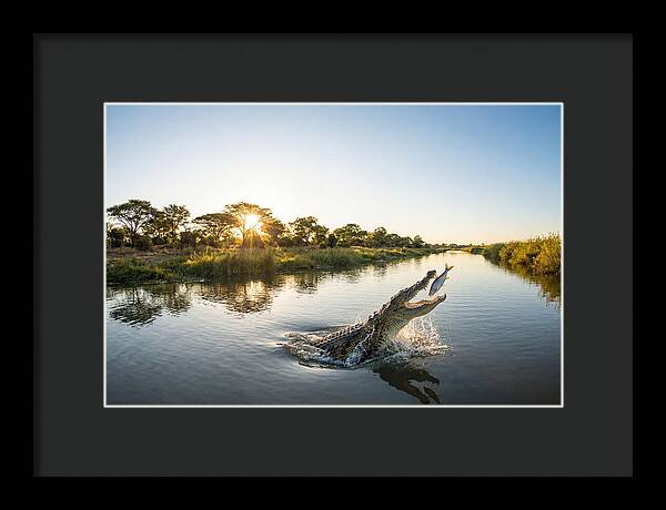 Nile Crocodile Hunting At Dusk