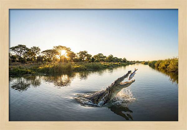 Nile Crocodile Hunting At Dusk