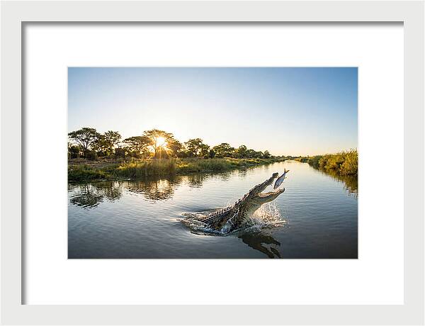 Nile Crocodile Hunting At Dusk